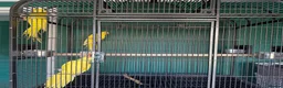 Ringnecks birds for sale: Lutino Ringnecks  - Advert 2