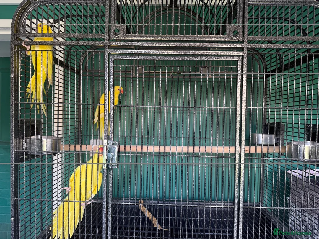 Ringnecks birds for sale: Lutino Ringnecks  - Advert 2