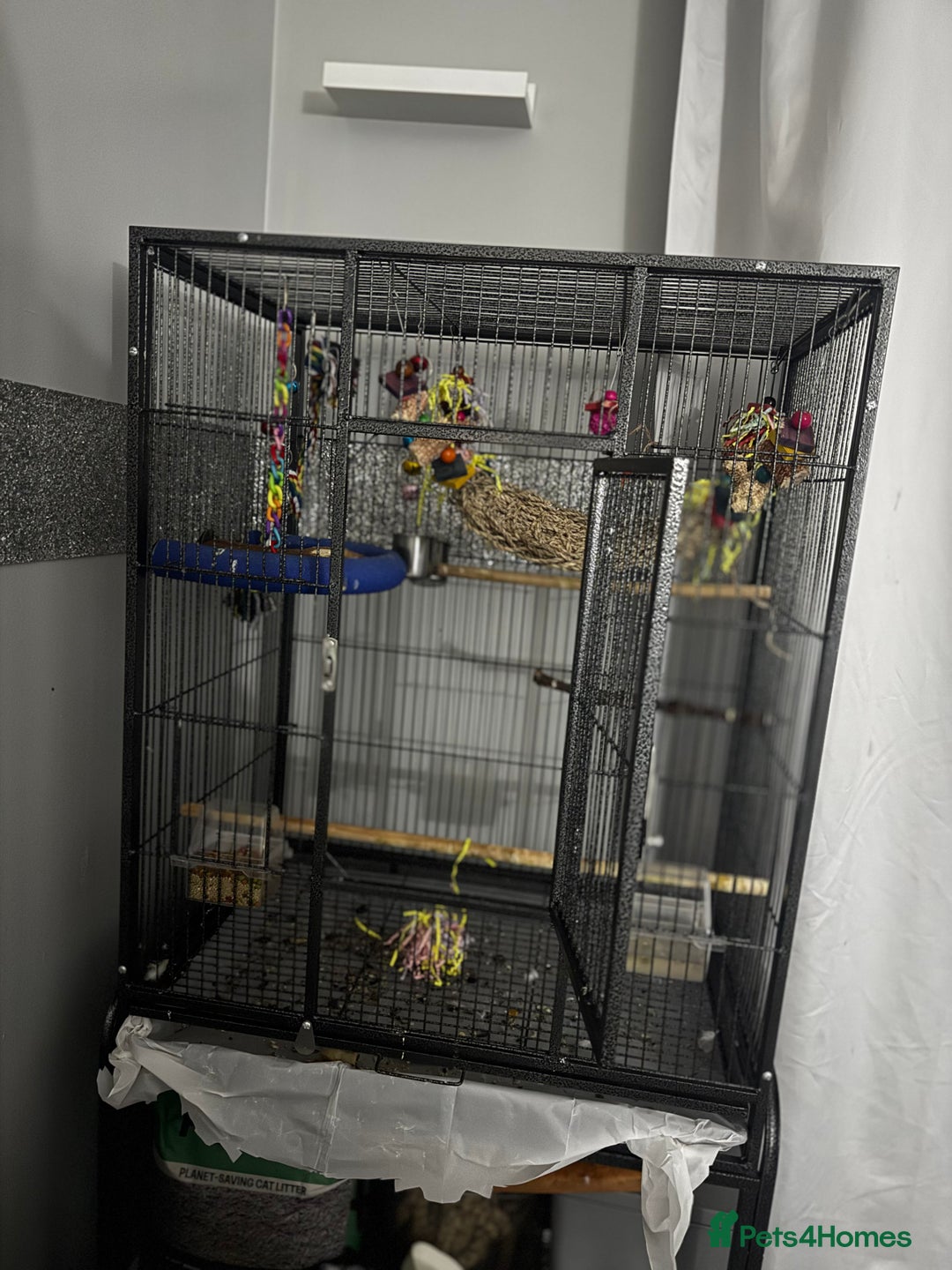 Cockatiels birds for sale: Male&female cockatiel for sale - Image 20