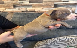 American Bully dogs for sale: 🐾 ABKC Registered Micro/Pocket Bully Puppies! 🐾 - Image 10