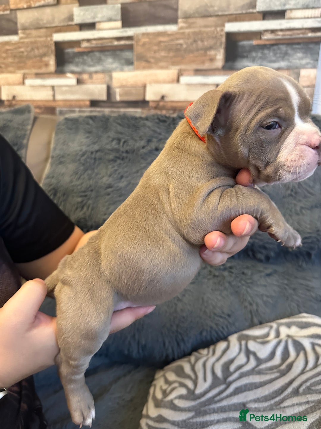 American Bully dogs for sale: 🐾 ABKC Registered Micro/Pocket Bully Puppies! 🐾 - Image 10