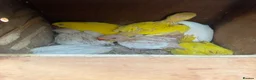 Ringnecks birds for sale: Ringneck young ones available  in Leeds - Advert 5