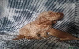 Cockapoo dogs for sale: F1B cockapoos  - Image 8