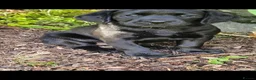 Labrador Retriever dogs for sale: Labrador Pups KC Reg Health Tested - Advert 7