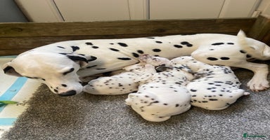 Dalmatian dogs - Advert 6