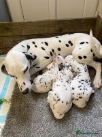 Dalmatian dogs - Advert 9