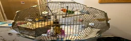 Lovebirds birds for sale: Beautiful Pair of Lovebirds- 2 Years Old - Advert 4