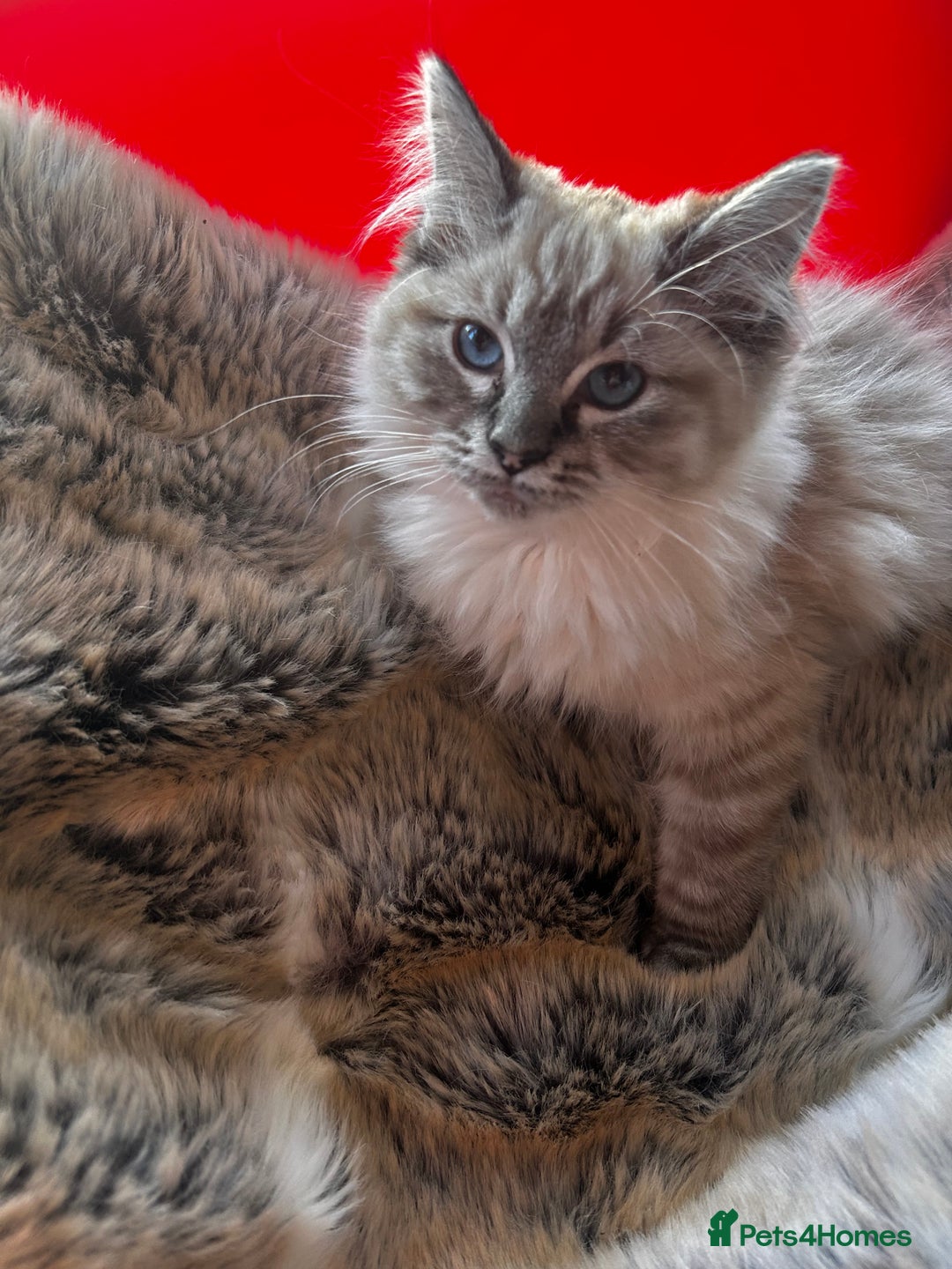Ragdoll cats for sale: 5 STUNNING RAGDOLL KITTENS AVAILABLE NOW - Advert 14
