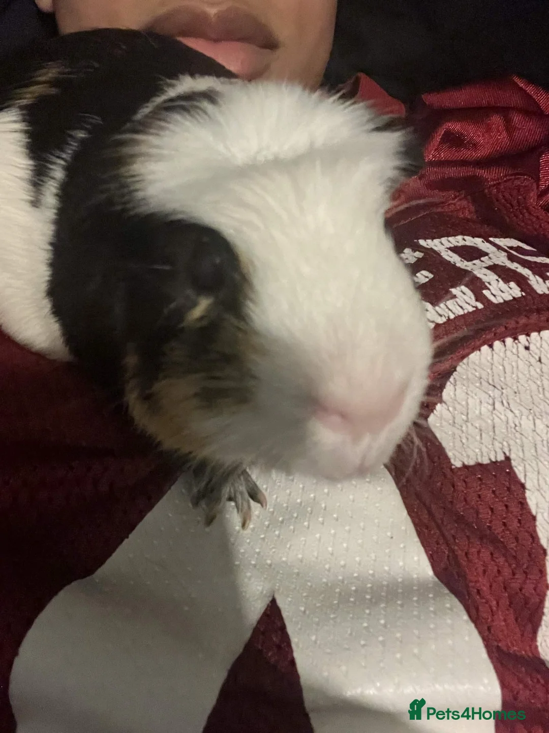 Guinea Pig rodents for sale: guinea pig - Advert 2