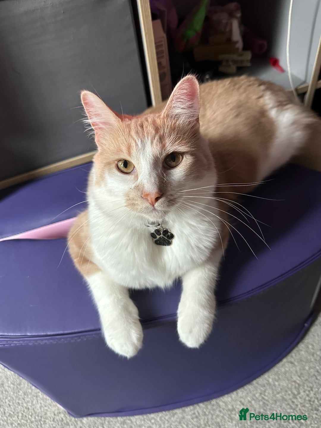 Mixed Breed cats for sale: Beautiful and affectionate 1 year old male - Advert 22