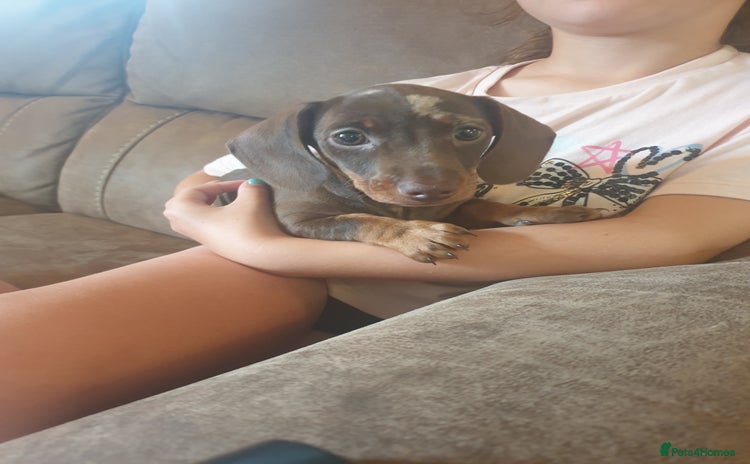Miniature Dachshund dogs - Advert 1