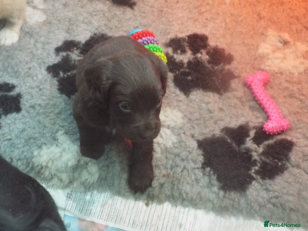 Cocker Spaniel dogs for sale: WORKING COCKER SPANIEL PUPPIES - Advert 3