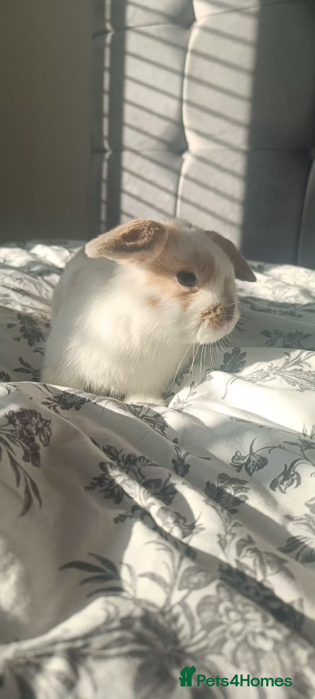 Mini Lop rabbits for sale: Adorable Mini Lop Baby Bunnies for sale - Advert 7