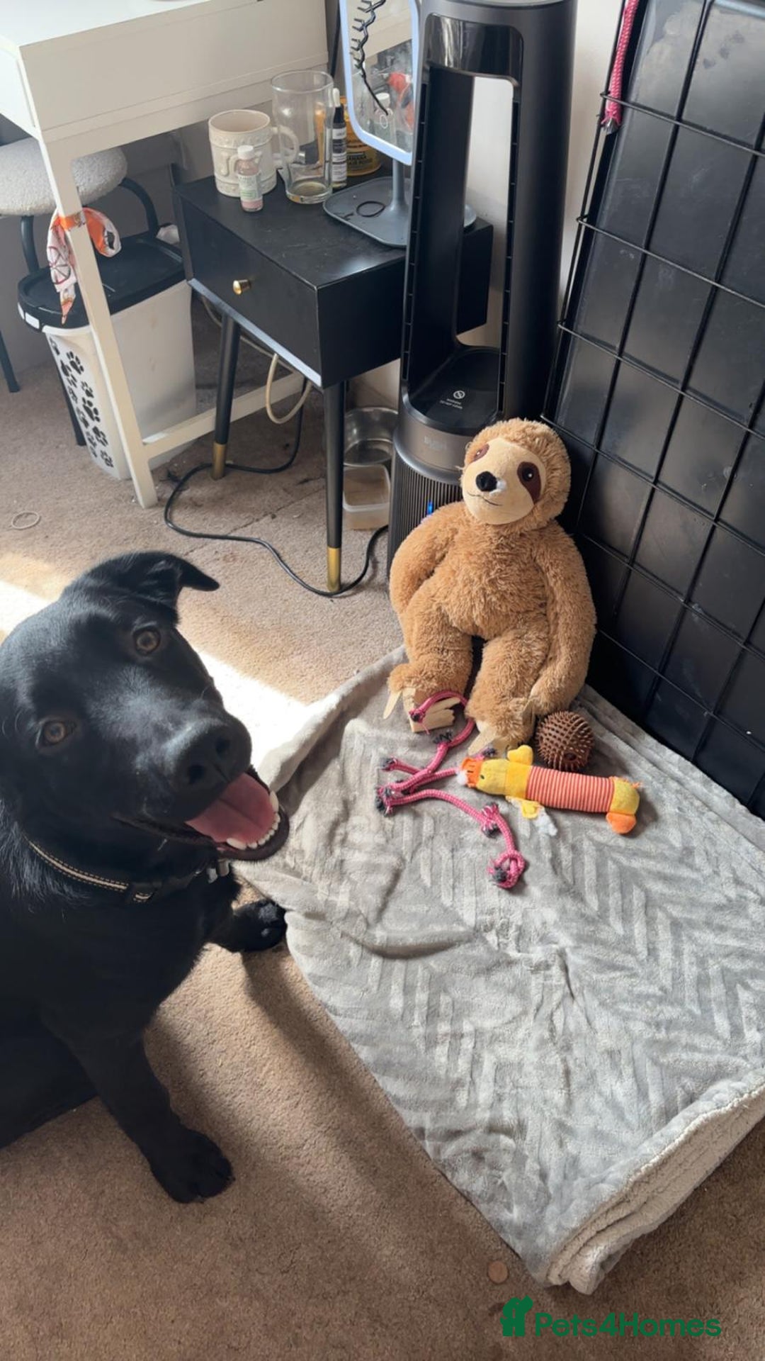 Mixed Breed dogs for sale: reluctant re homing  - Advert 6