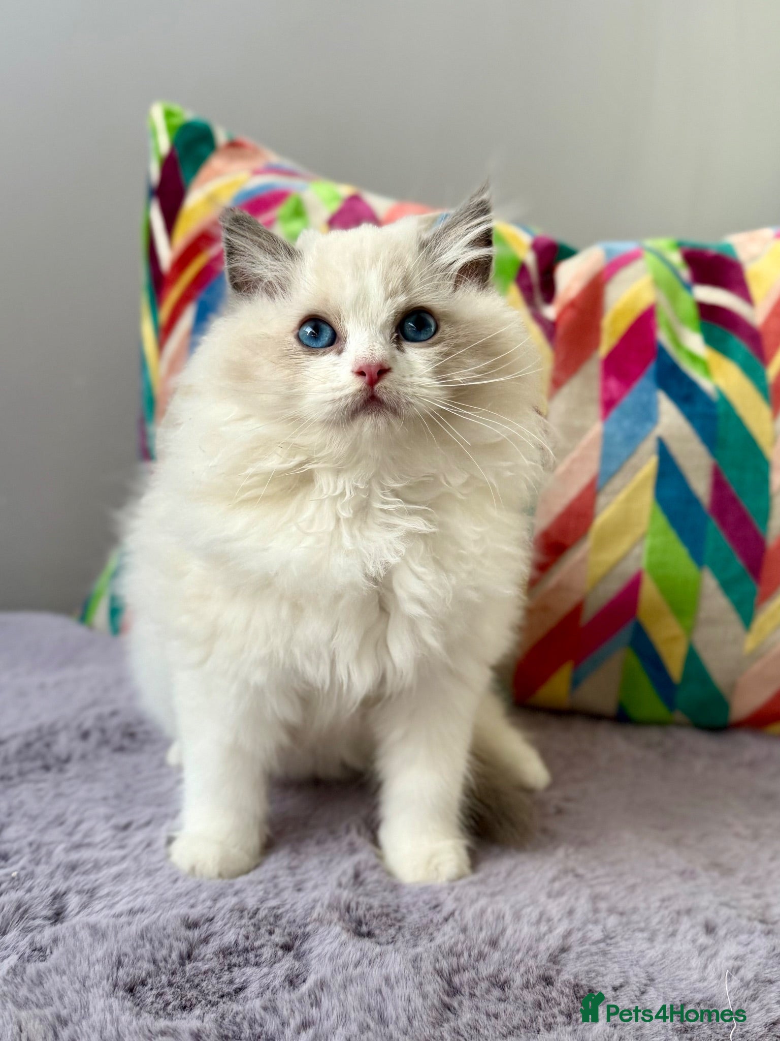 Ragdoll cats TICA registered ragdoll kittens from champions - Advert 1
