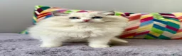 Ragdoll cats for sale: TICA registered ragdoll kittens from champions - Advert 1