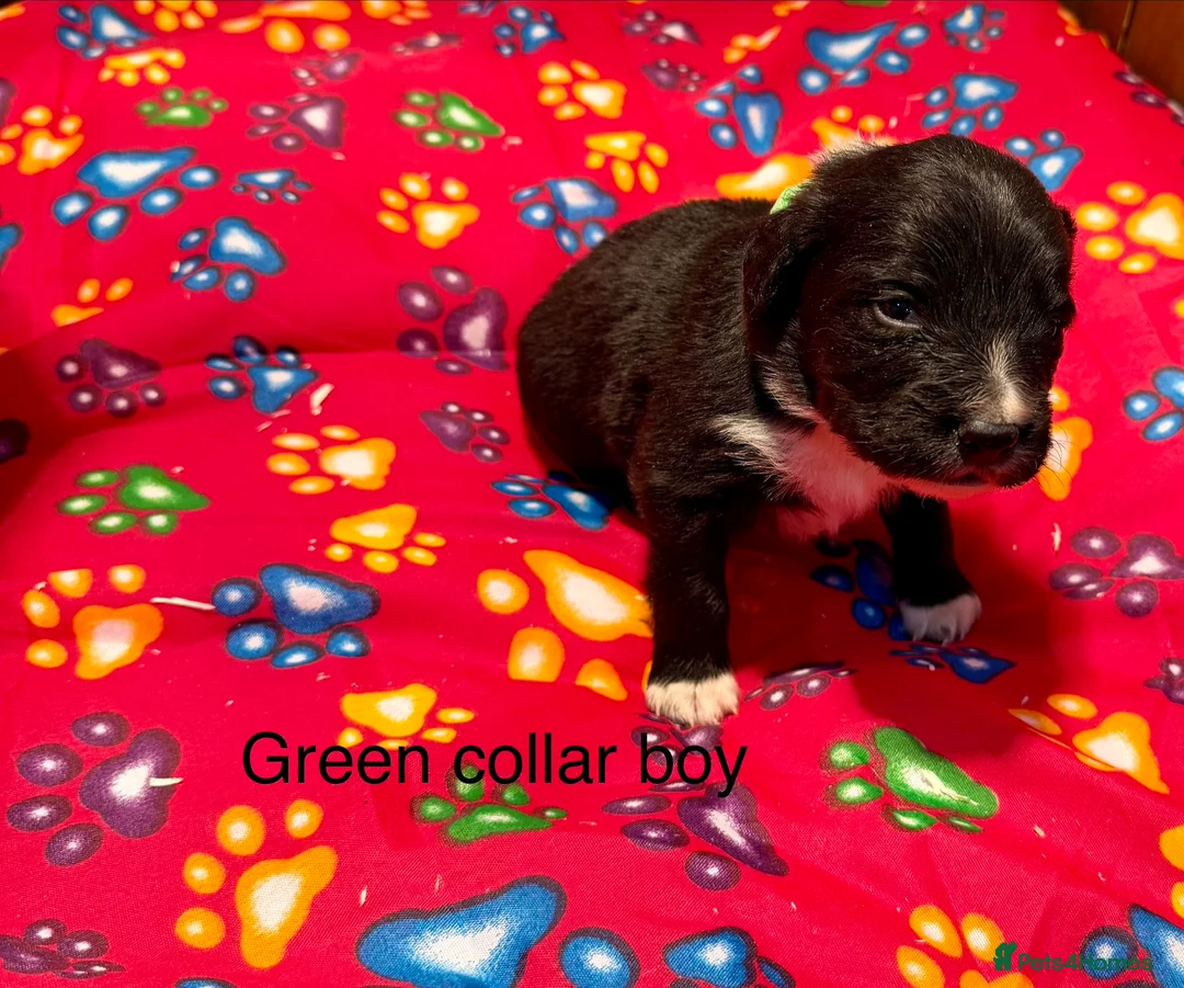 Sprollie dogs for sale: Sprollie puppies from experienced breeder - Advert 16