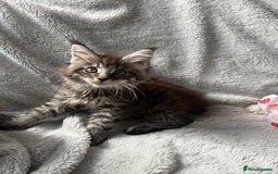 Maine Coon cats for sale: maine coon kitten  - Image 2