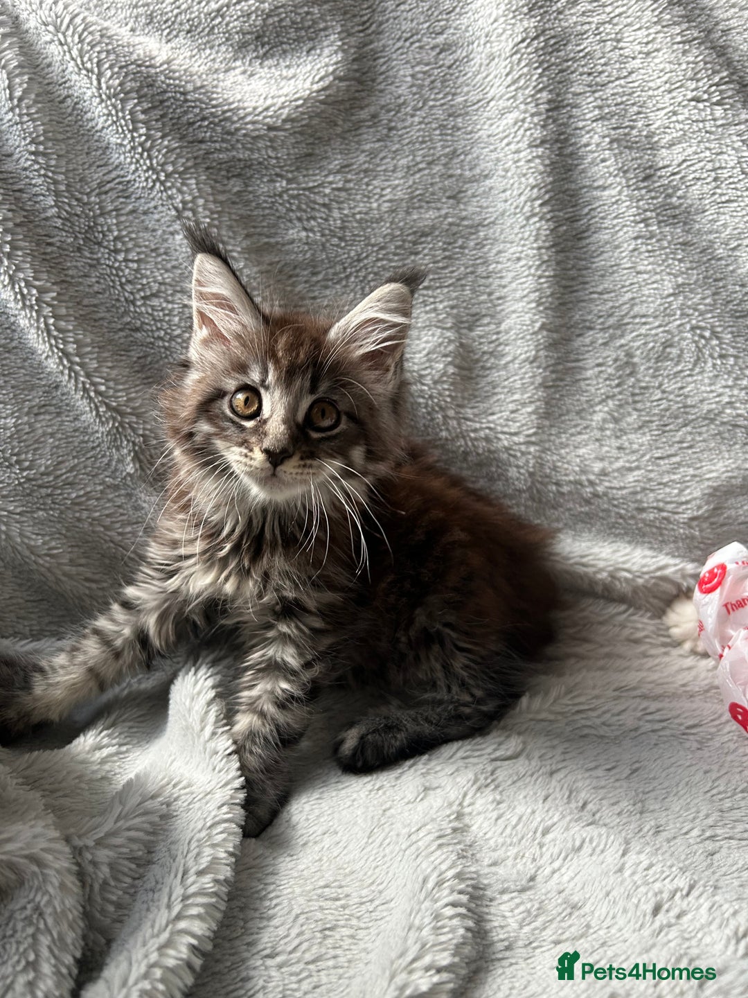 Maine Coon cats for sale: maine coon kitten  - Image 2