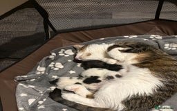 Mixed Breed cats for sale: 5month old kitten - Image 2