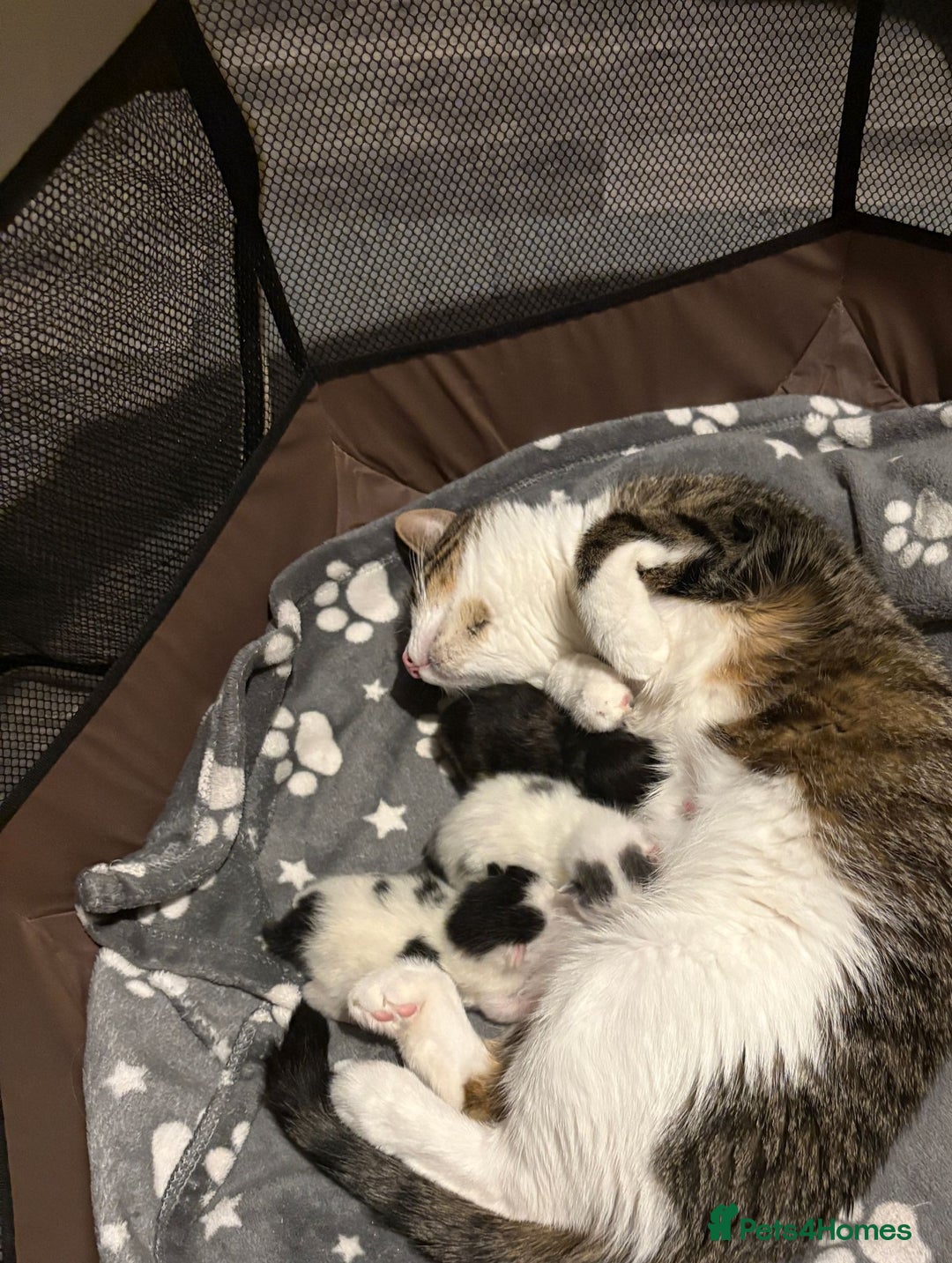 Mixed Breed cats for sale: 5month old kitten - Image 2