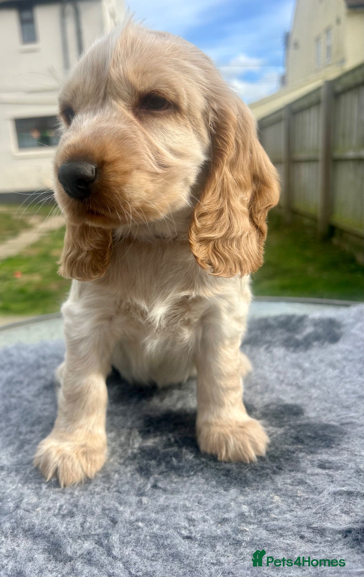 Cocker Spaniel dogs Cocker Spaniel Pups  - Advert 18