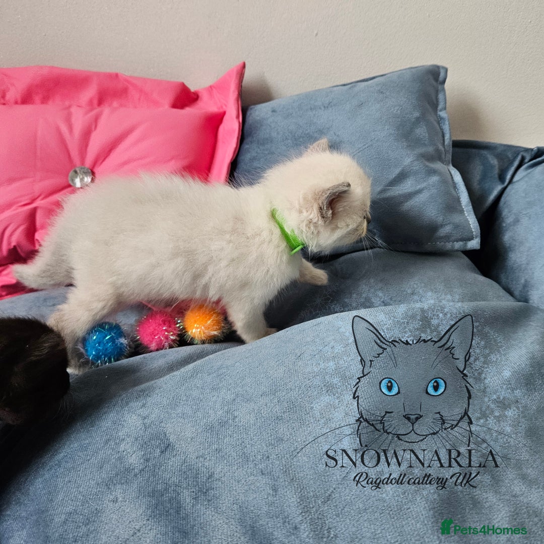 Ragdoll cats for sale: 3 Tica Boys Genetic test Certyficate HCM and PKD  - Image 32