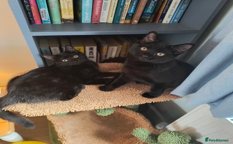 Mixed Breed cats - Advert 7