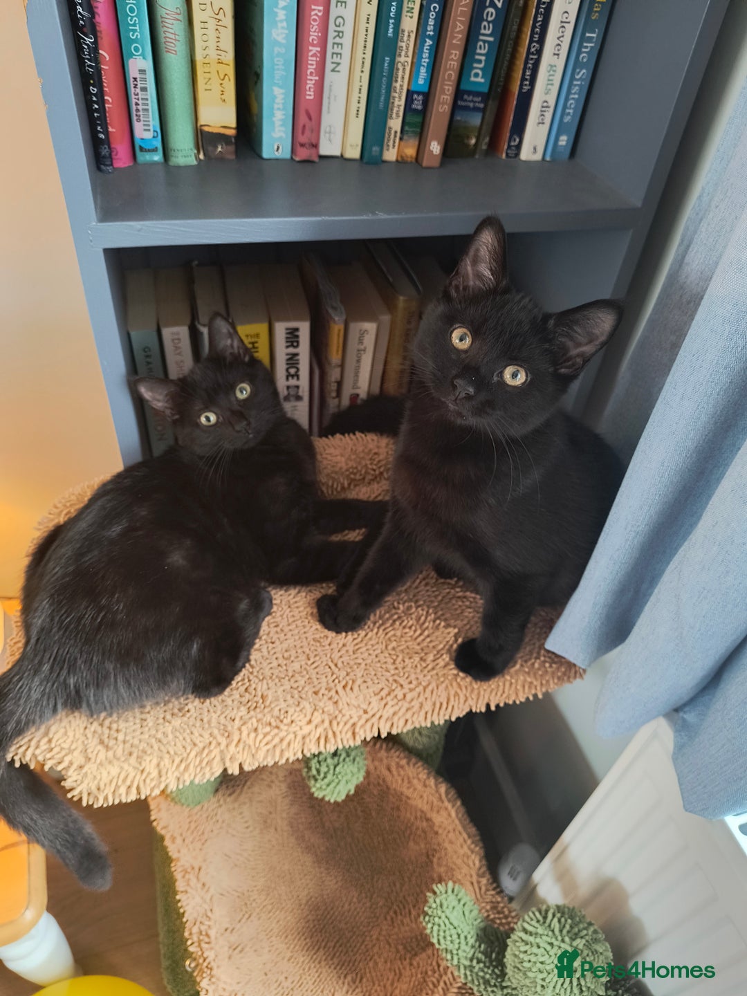 Mixed Breed cats for sale: Robin & Rosie - Image 1