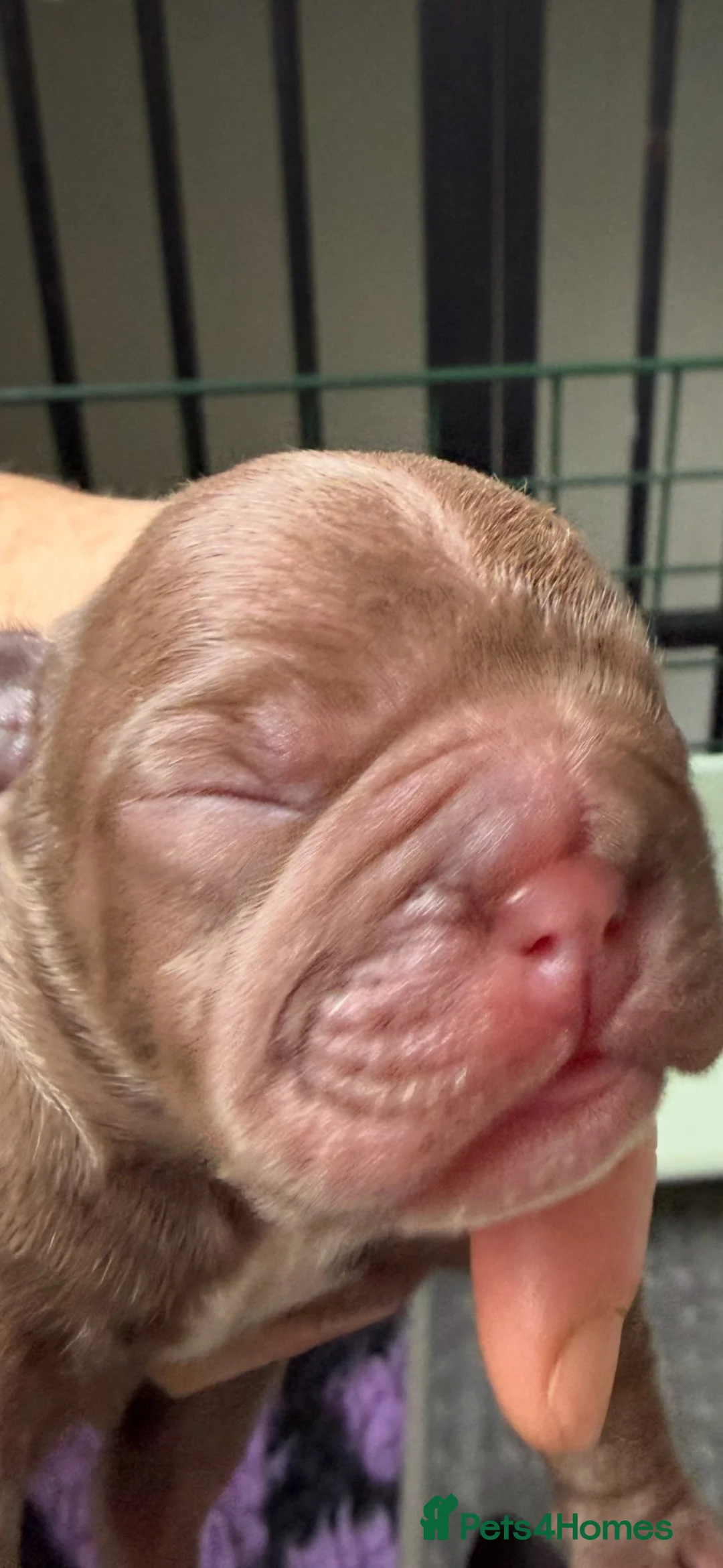 French Bulldog dogs for sale: 🐾Amazing French Bulldog Puppies🐾 - Advert 1