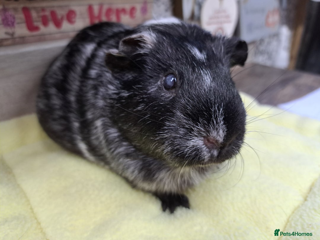 Guinea Pig rodents for sale: Female Guinea Pig - Leeds Area - Advert 4