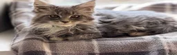Maine Coon cats for sale: Stunning Gccf reg maine coon kittens  - Advert 16