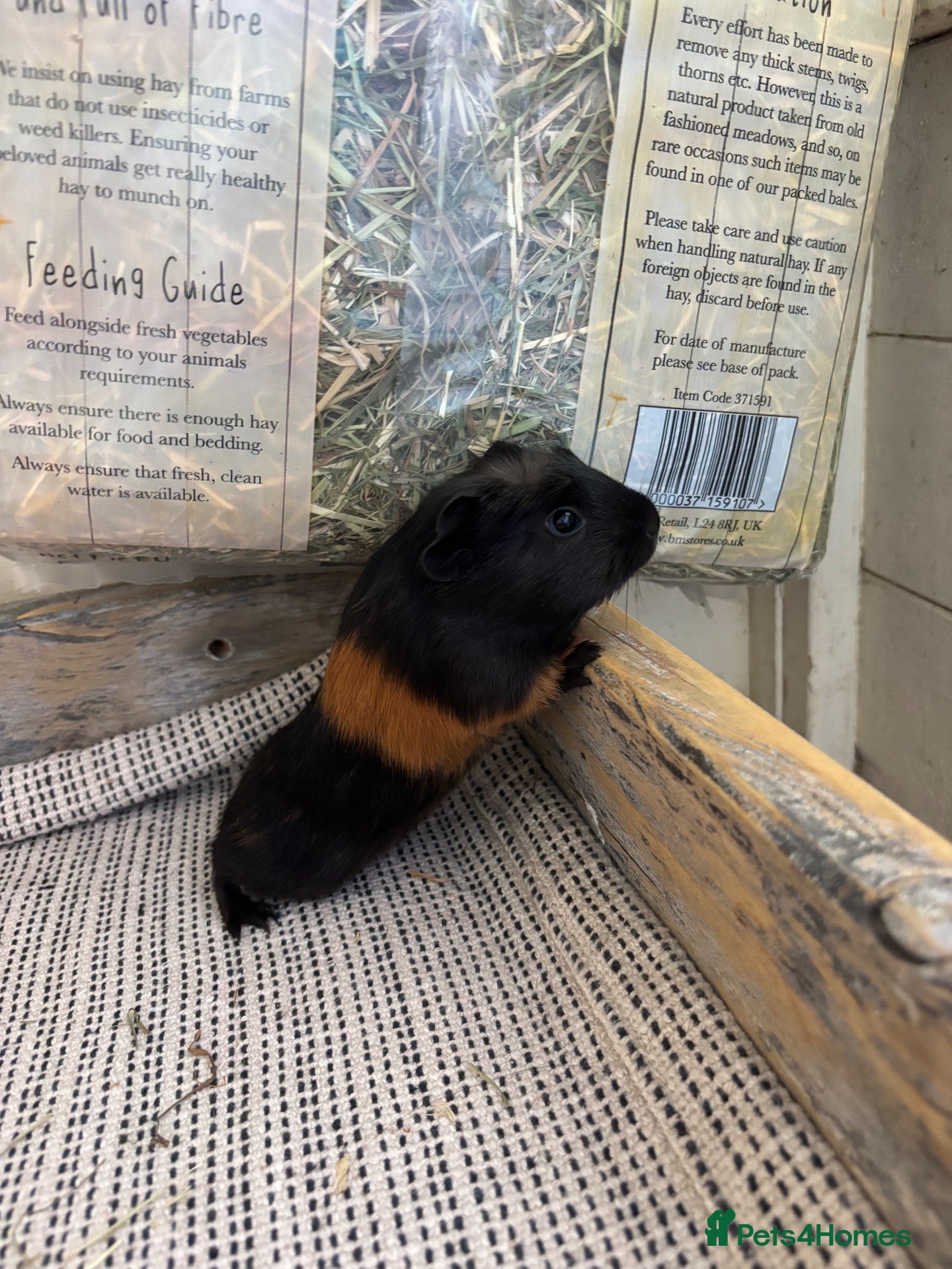 Guinea Pig rodents Baby Guinea Pigs  - Advert 17