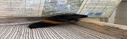Guinea Pig rodents for sale: Baby Guinea Pigs  - Advert 9