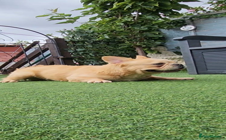 French Bulldog dogs - Advert 17