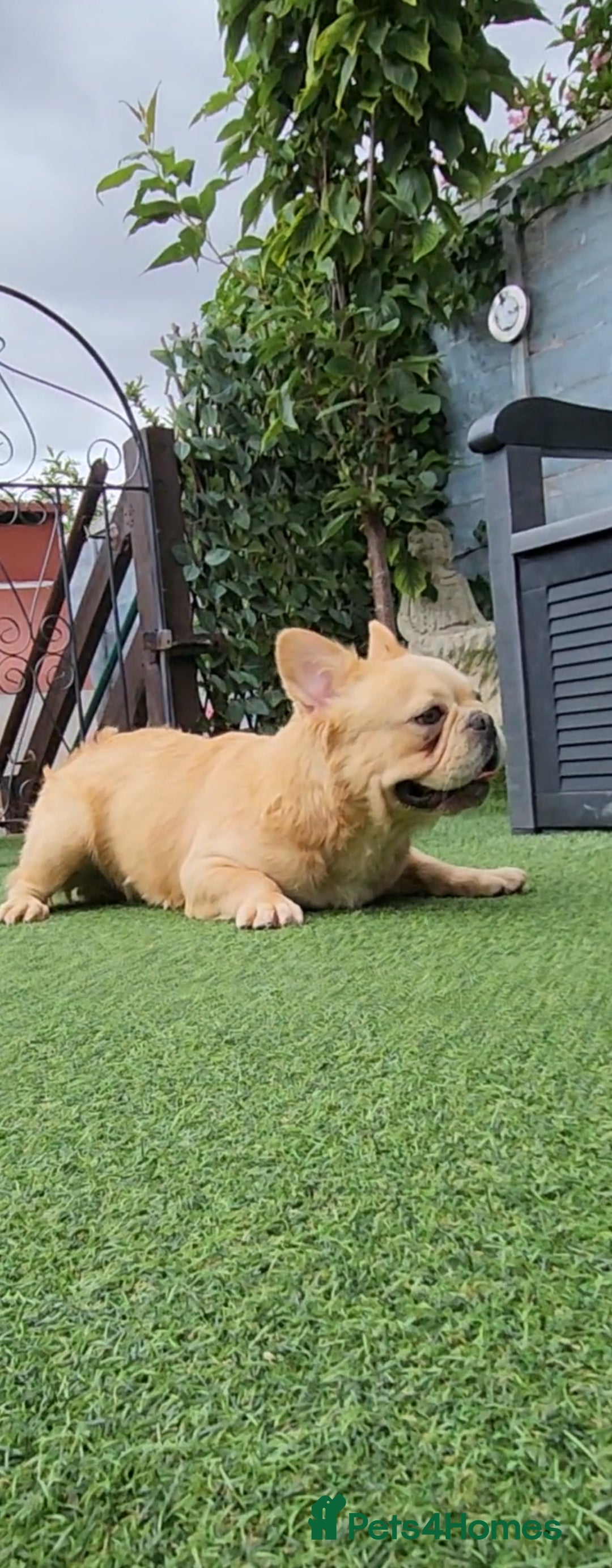 French Bulldog dogs for sale: French buldog visual fluffy male  - Image 1