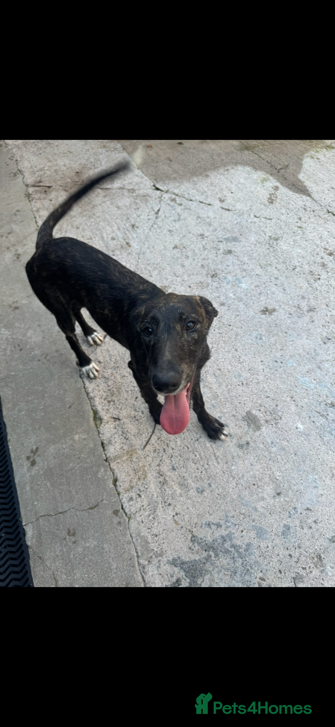Lurcher dogs for sale: Saluki greyhound x collie greyhound  - Image 5