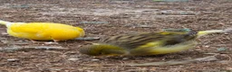 Canaries birds for sale: Stunning Canaries For Sale - Advert 6