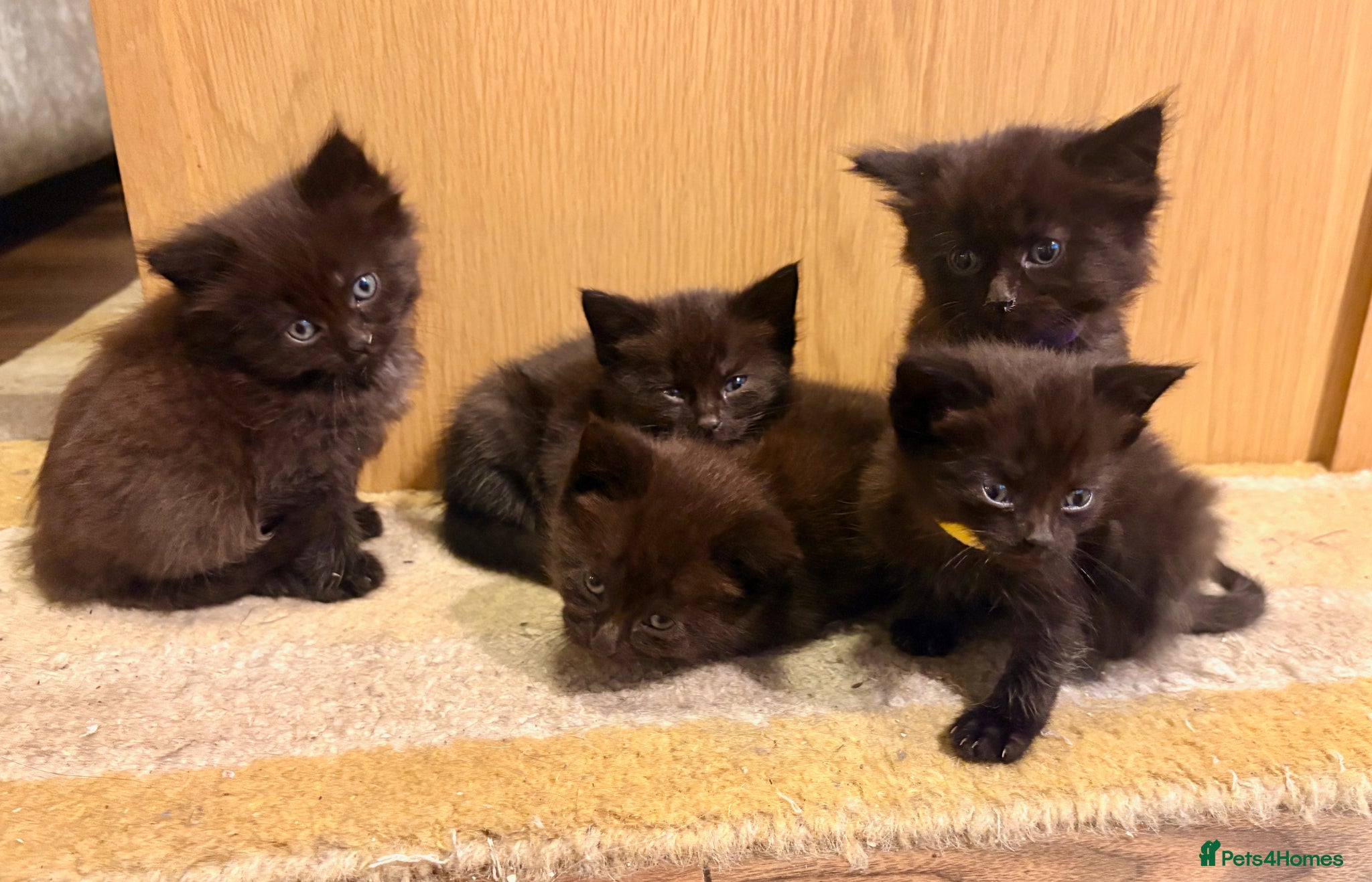 Mixed Breed cats for sale: Beautiful Kittens For Sale - Advert 7
