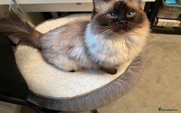 Ragdoll cats for sale: Female Ragdoll - Image 1