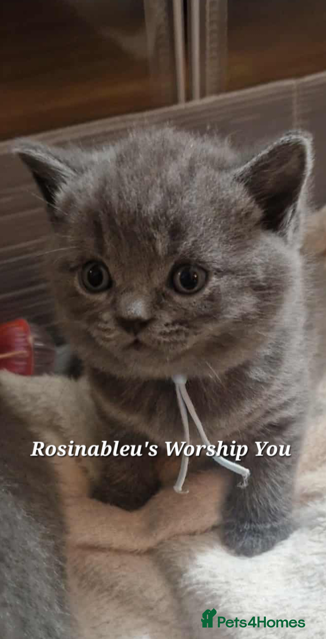 British Shorthair cats for sale:  Gccf British shorthair kittens champion lines 🏆 - Advert 19