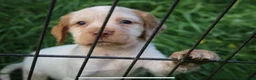 Cocker Spaniel dogs for sale: Working Cocker Spaniel Puppies  - Advert 7