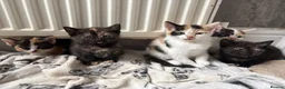 Aegean cats for sale: Aegean kittens ready for new home! 3 Left! - Advert 3