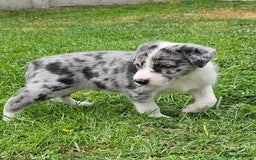 Border Collie dogs for sale: Unique blue eyed blue merle border collie puppies - Image 20