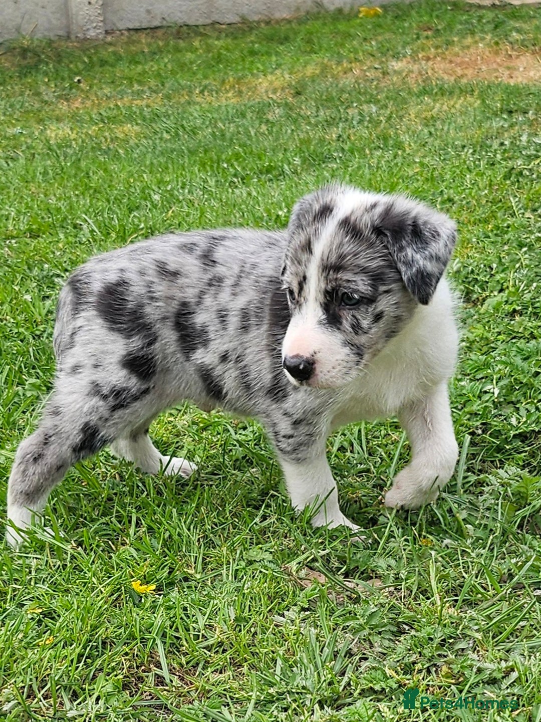 Border Collie dogs for sale: Unique blue eyed blue merle border collie puppies - Image 20