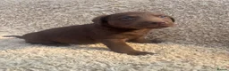 Labrador Retriever dogs for sale: Beautiful Chocolate Labrador Puppies - Advert 5
