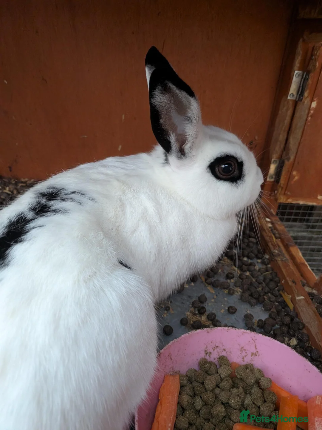 English rabbits for sale: Rabbit  in Liverpool - Advert 1