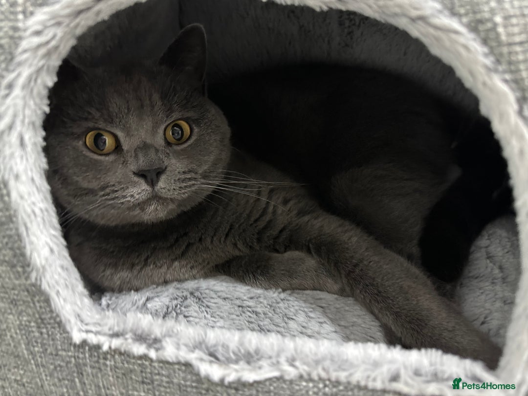 British Shorthair cats for sale: British Blue Boys!! - Image 4