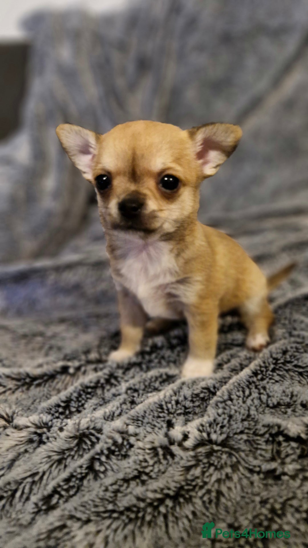 Chihuahua dogs for sale: 🐶READY TO LEAVE🐶 LAST ONE Tiny Chihuahua Puppies - Advert 35