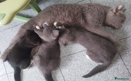 British Shorthair cats for sale: British shorthairs in Bromley - Image 6